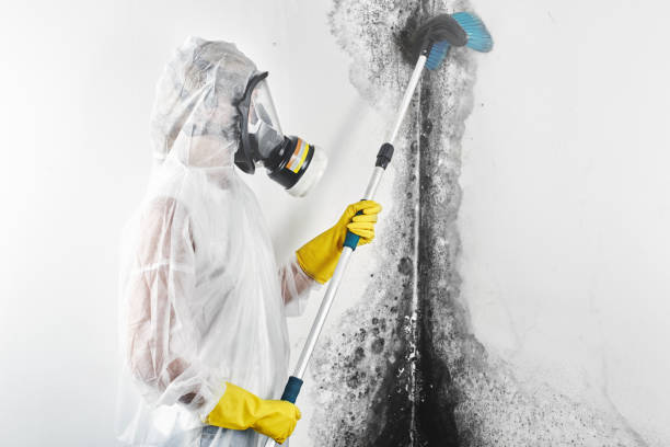 Best Attic Mold Removal  in Meeker, CO