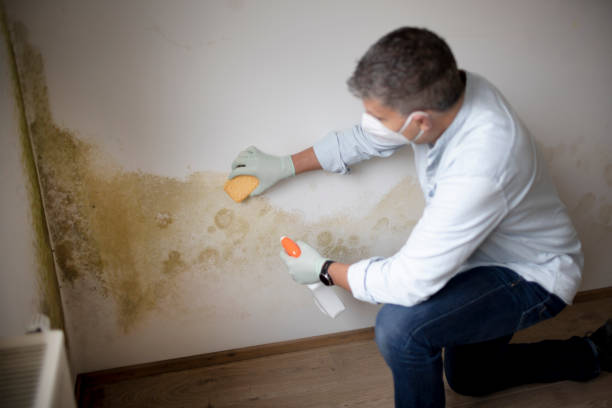 Best Mold Damage Restoration  in Meeker, CO