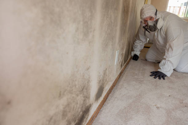 Best Water Damage & Mold Remediation  in Meeker, CO